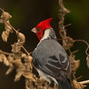 Red-crested cardinal