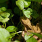 European Common Frog