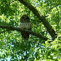 Barred Owl