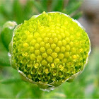 Pineapple weed