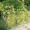 Acacia