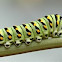 Caterpillar of black swallowtail butterfly