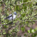 Blue-gray Gnatcatcher