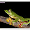 Malbar Gliding frog