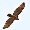 Red-tailed Hawk