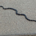 Common Kingsnake
