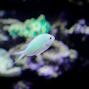 Green Chromis