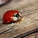 Multicolored Asian Ladybug