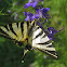 Scarce Swallowtail