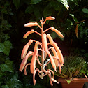 Haworthia Flower