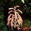 Haworthia Flower