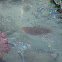 Gumboot Chiton