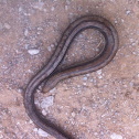 Western slender glass lizard