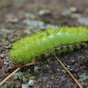 Io Moth Caterpillar