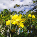 Desert Cassia