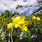 Desert Cassia