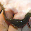 Eastern Newt