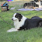 Dog (Australian Shepherd)
