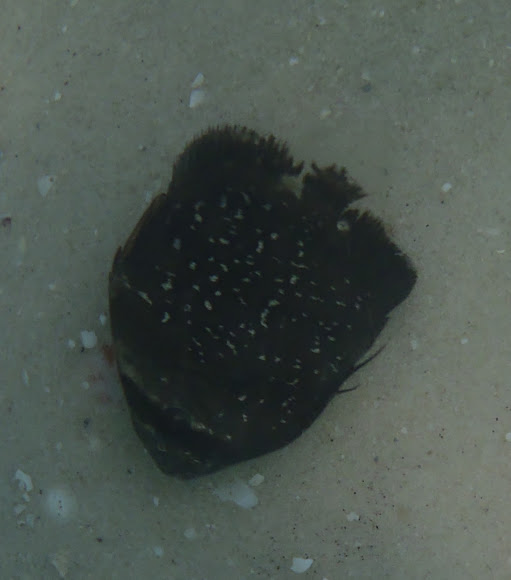 Spotting Image 1