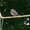 Chickadee