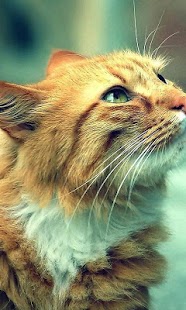 How to get Red Cats Wallpapers 1.0 apk for laptop