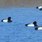 Greater Scaup