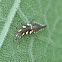 Green lacewing (larva)