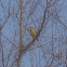 Eastern Meadowlark