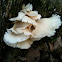 Oyster mushroom