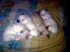 Poodles Toys 4 Machos