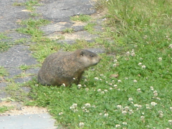 Spotting Image 1