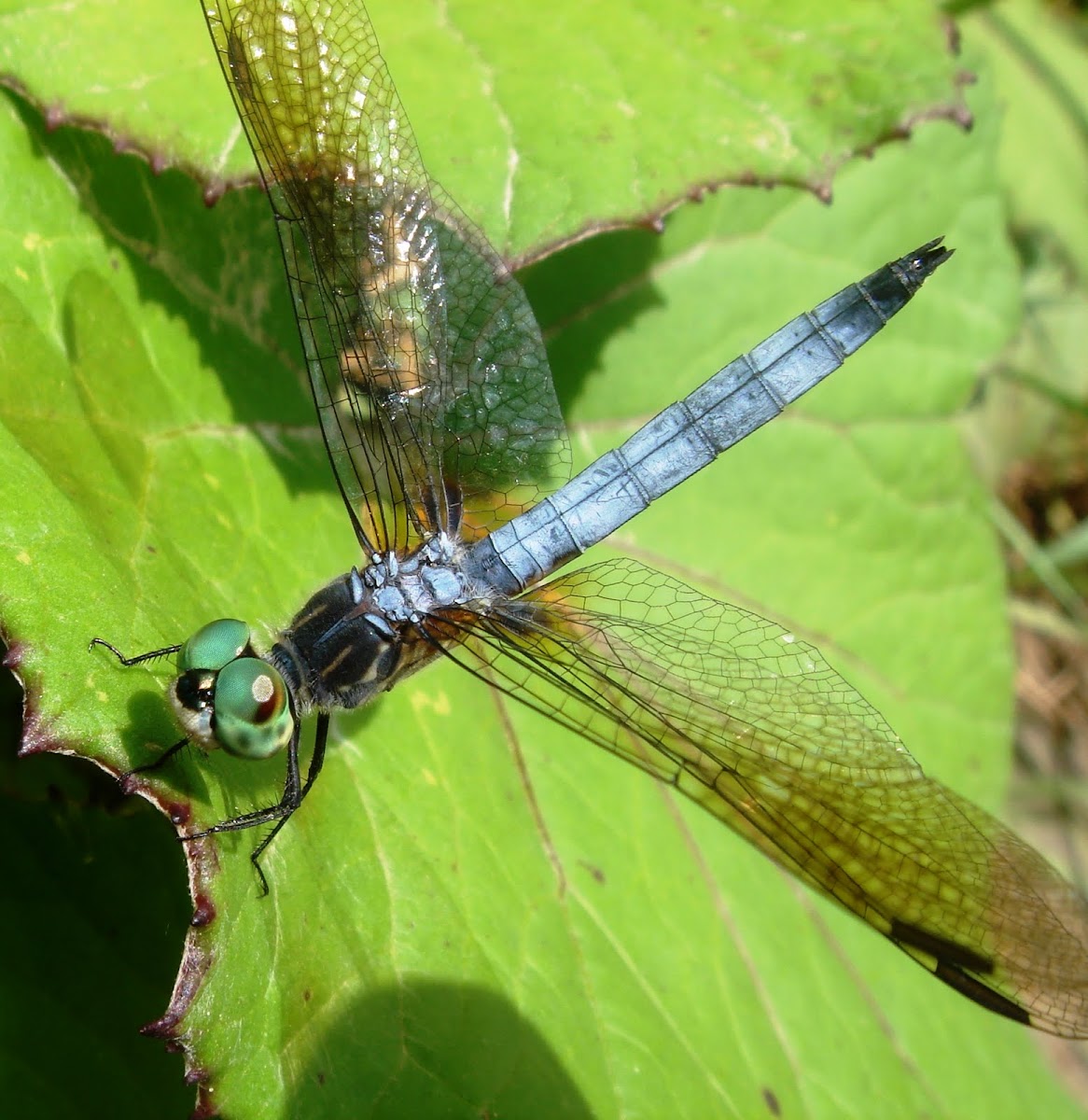 Blue Dasher