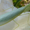 Garden Mantid