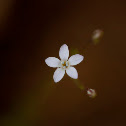 eyed gilia