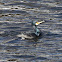 Great Cormorant
