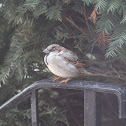 House Sparrow