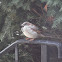 House Sparrow