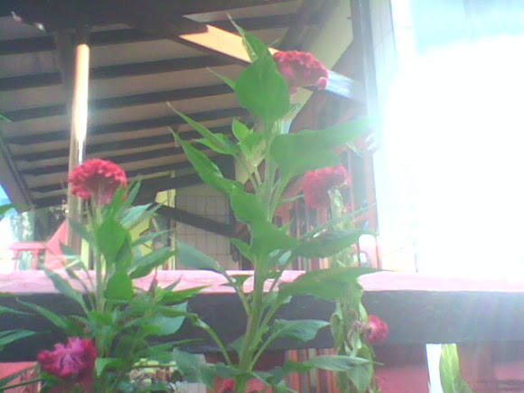 Spotting Image 1