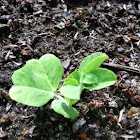 Sugar snap peas
