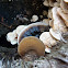Bracket fungus?