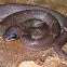 Juvenile Common Wolf Snake