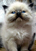 Hermosos Gatitos Persas Himalayos