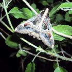 Noctuid moth