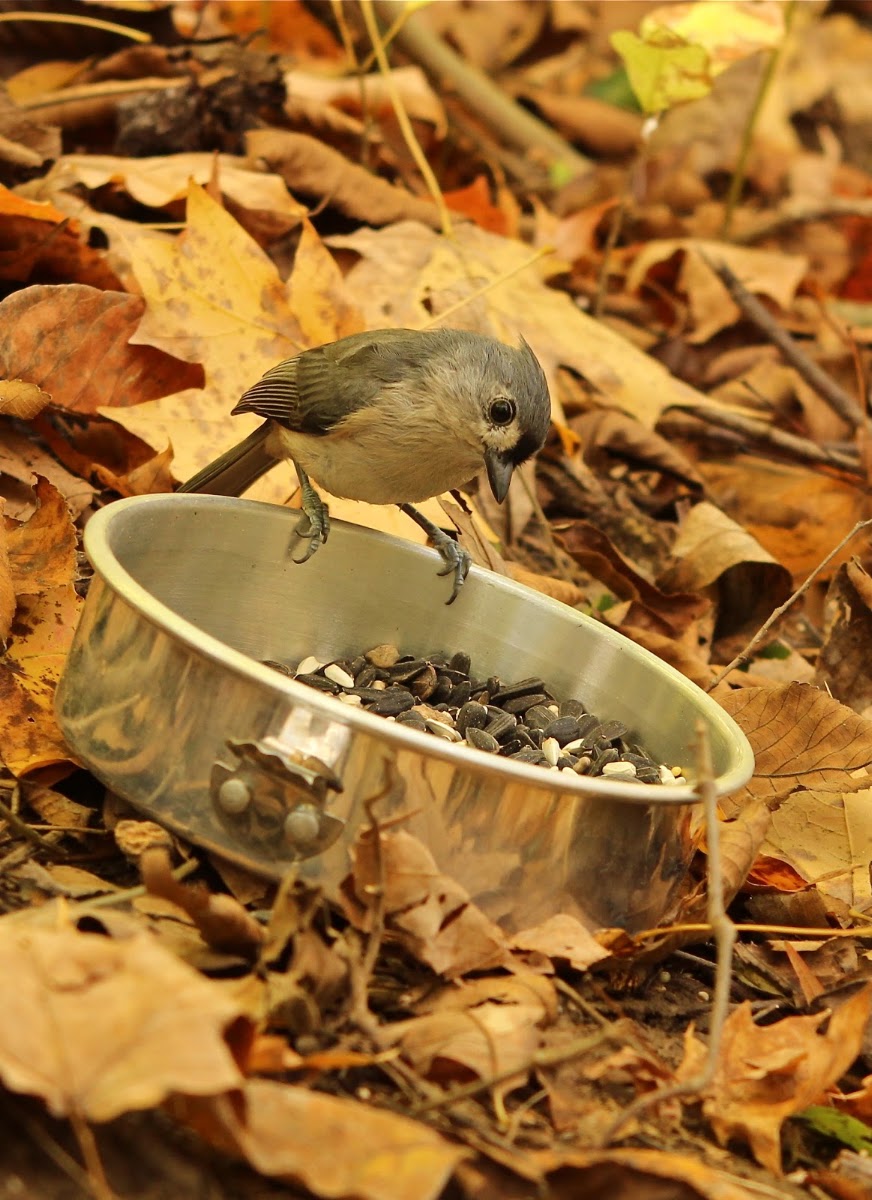 Tufted Titmouse