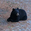 Black bear