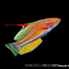 Yellow-Fin Flasher Wrasse