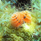 Christmas Tree Feather Worm