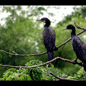 Little_Cormorant