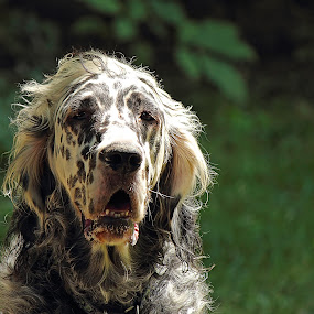 The Drool Machine. by Andrew Lawlor - Animals - Dogs Portraits