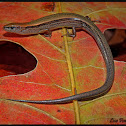 Little Brown Skink